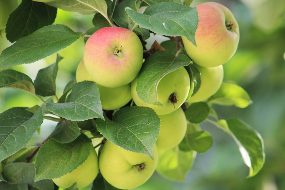 Яблоня декоративная Хелена