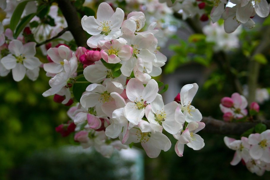 Яблоня малус