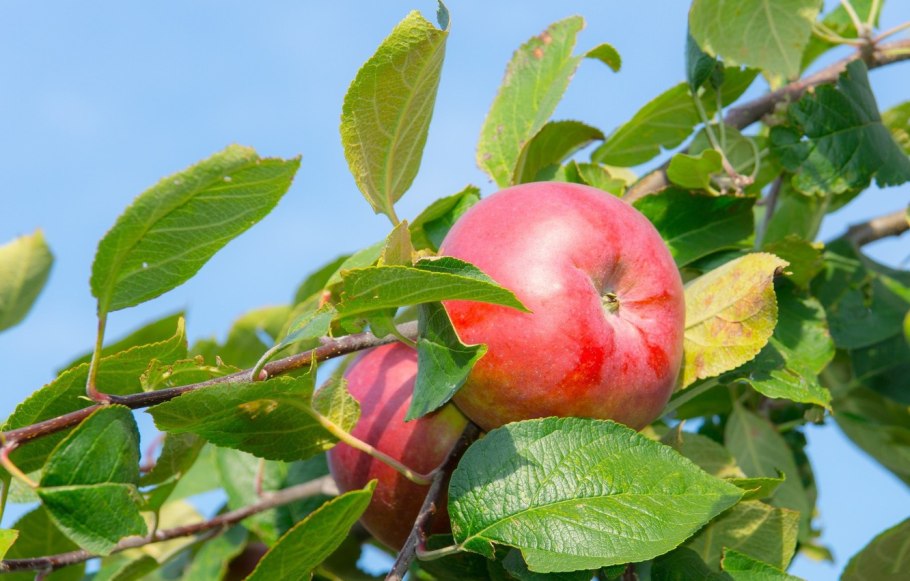 Яблоня Сибирская весной