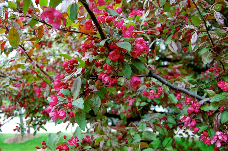 Яблоня замечательная Malus spectabilis