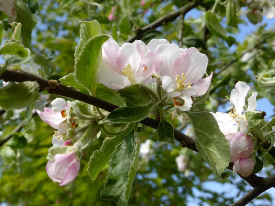 Яблоня Папироянтарное