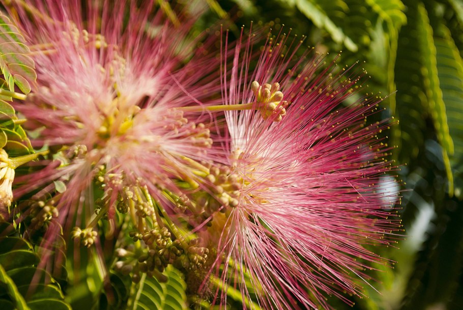 Альбиция ленкоранская - Albizia julibrissin