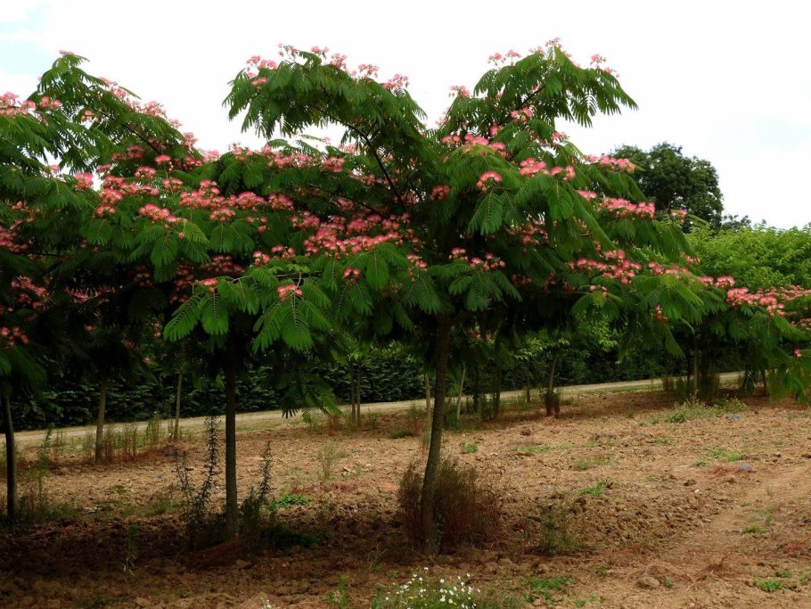 Albizia julibrissin