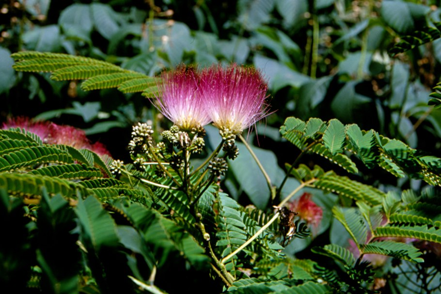 Альбиция ленкоранская - Albizia julibrissin