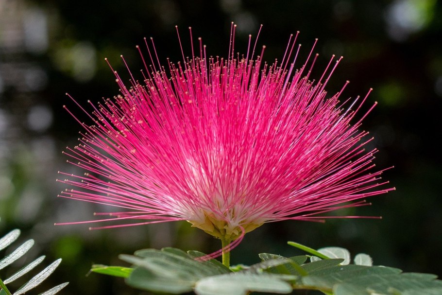 Albizia julibrissin