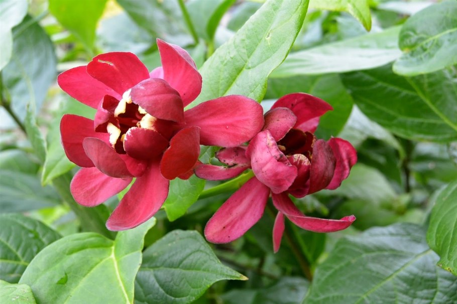 Каликант кустарник