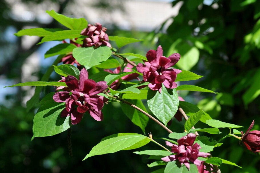 Каликант розовый нефрит