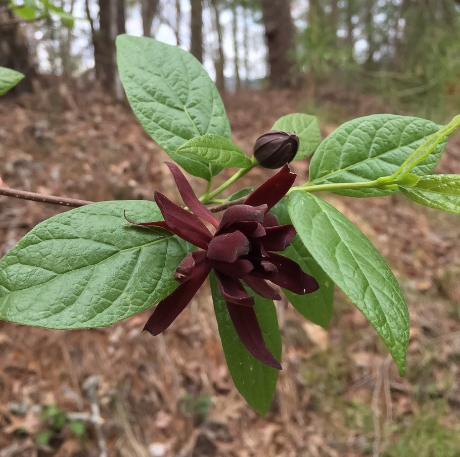 Каликант - гвоздичное дерево