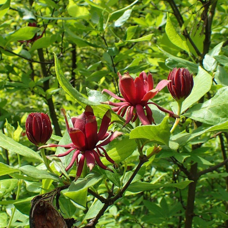 Calycanthus floridus