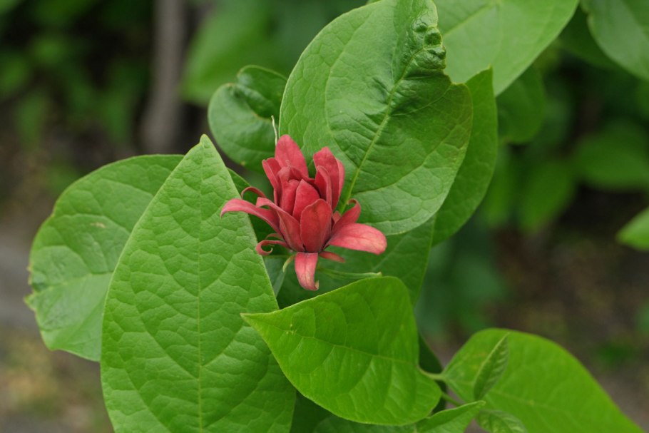 Calycanthus floridus
