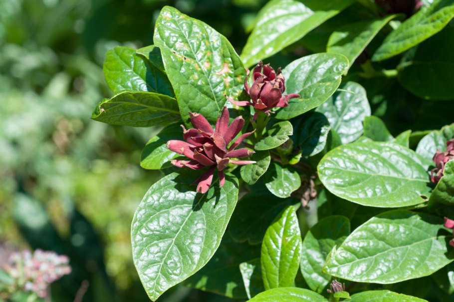 Каликант Западный