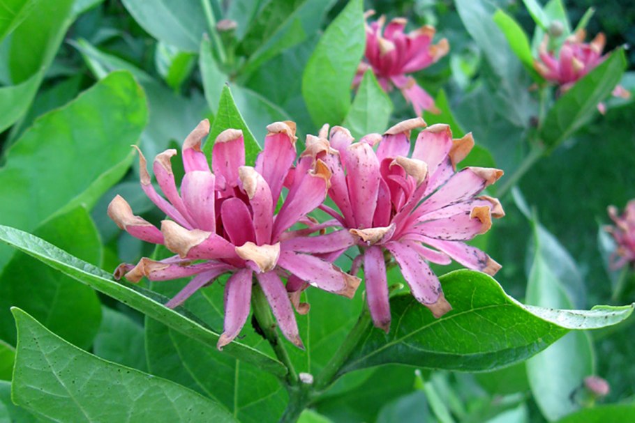 Цветущий Каликант кустарник