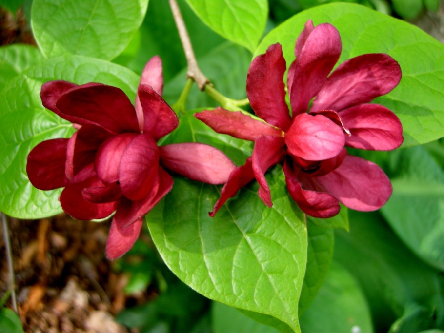 Магнолия Каликант