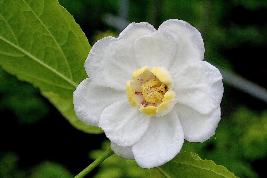 Каликант китайский розовый нефрит