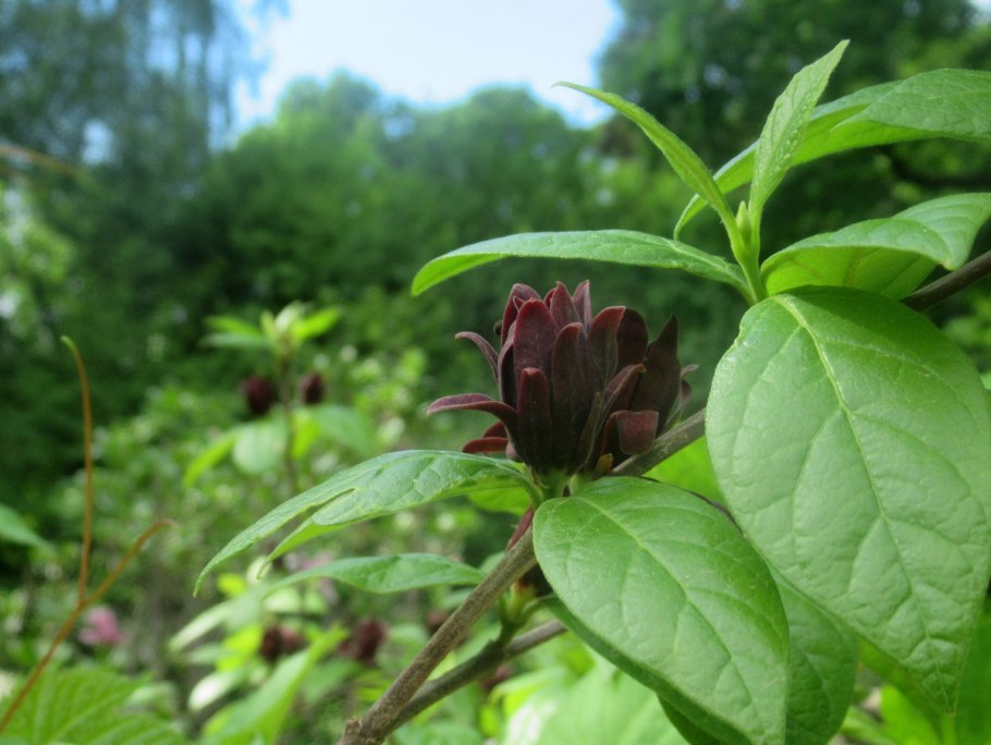 Каликант куст