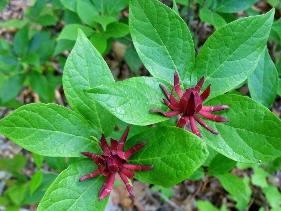 Каликант кустарник