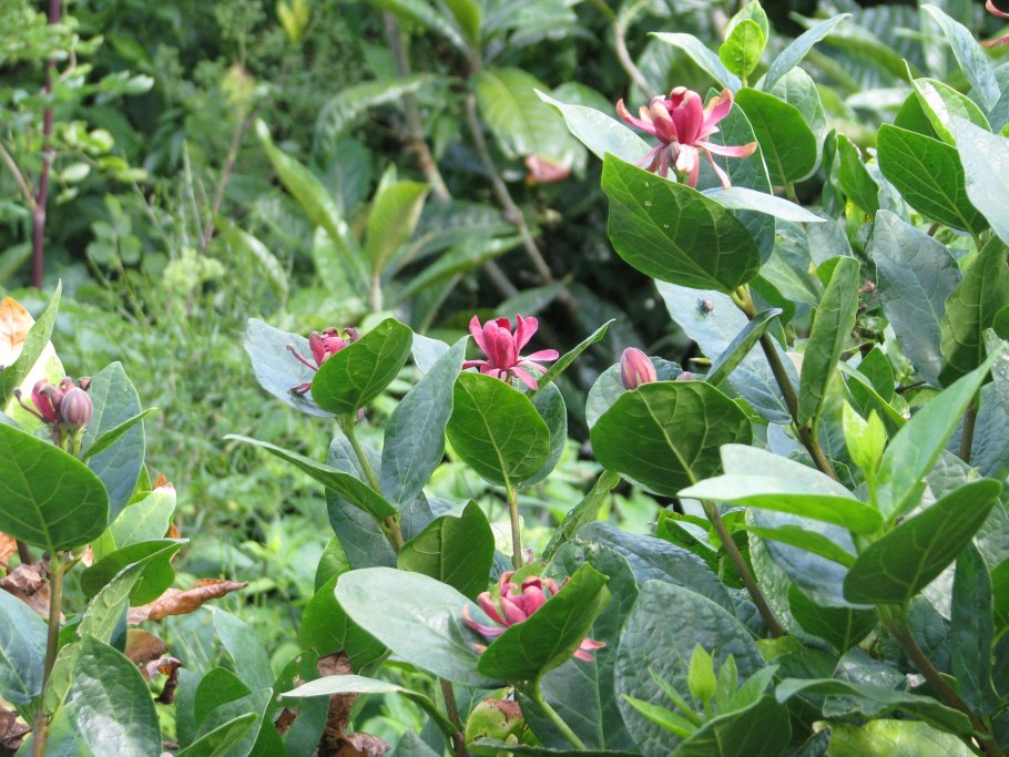 Calycanthus occidentalis
