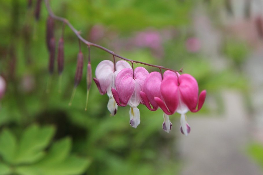 Покрытосеменных цветковых растений