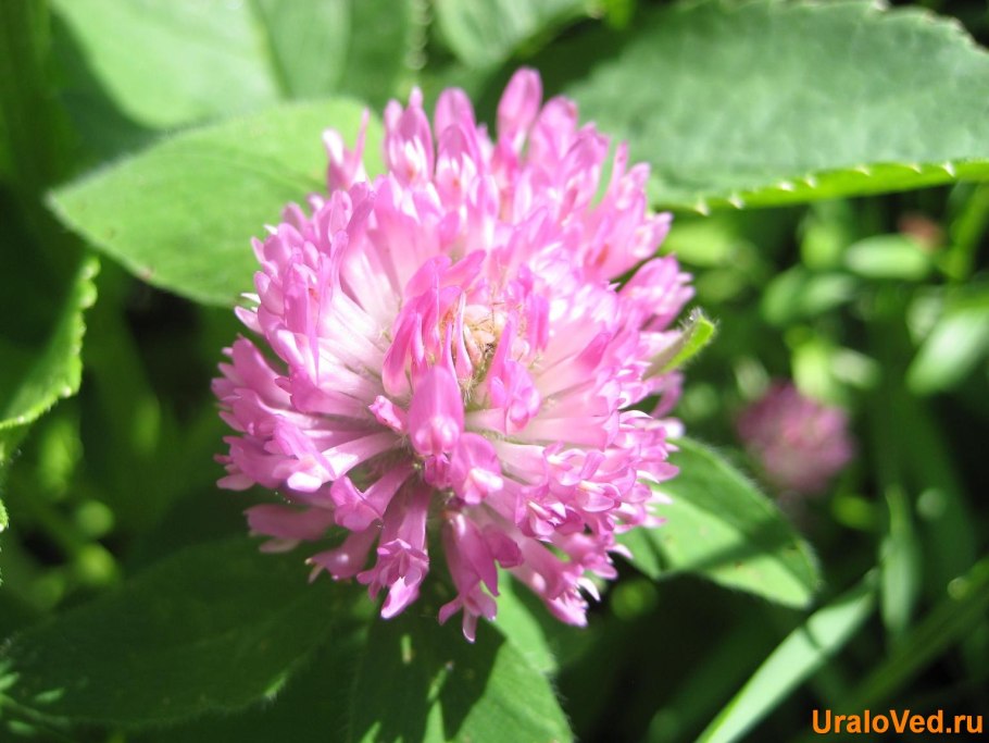 Роль покрытосеменных в природе