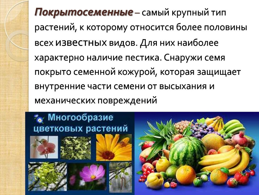 Отдел цветковые Magnoliophyta