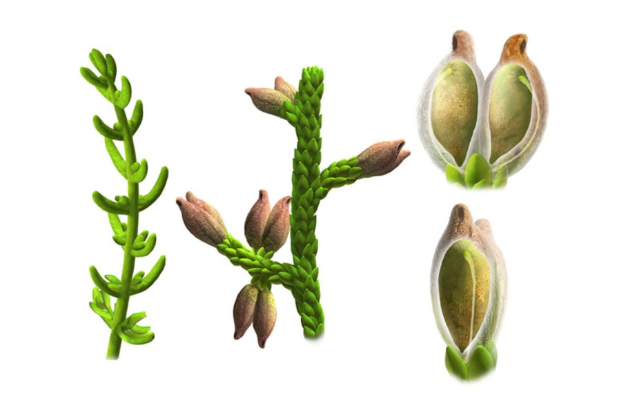 Ландыш Приморский