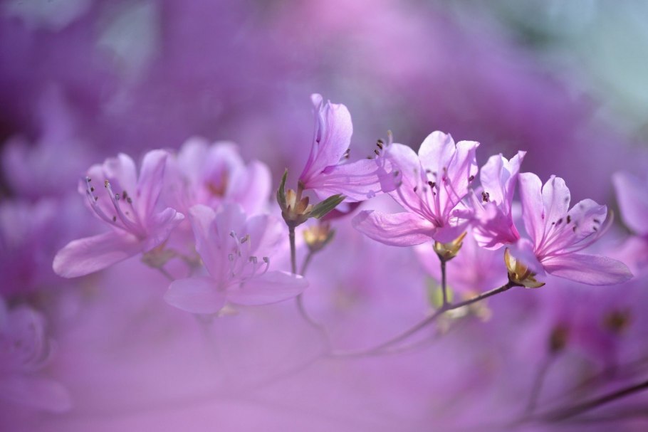 Лотос орехоносный