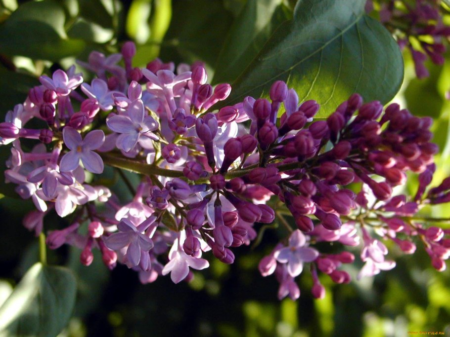 Значение покрытосеменных в природе и жизни человека