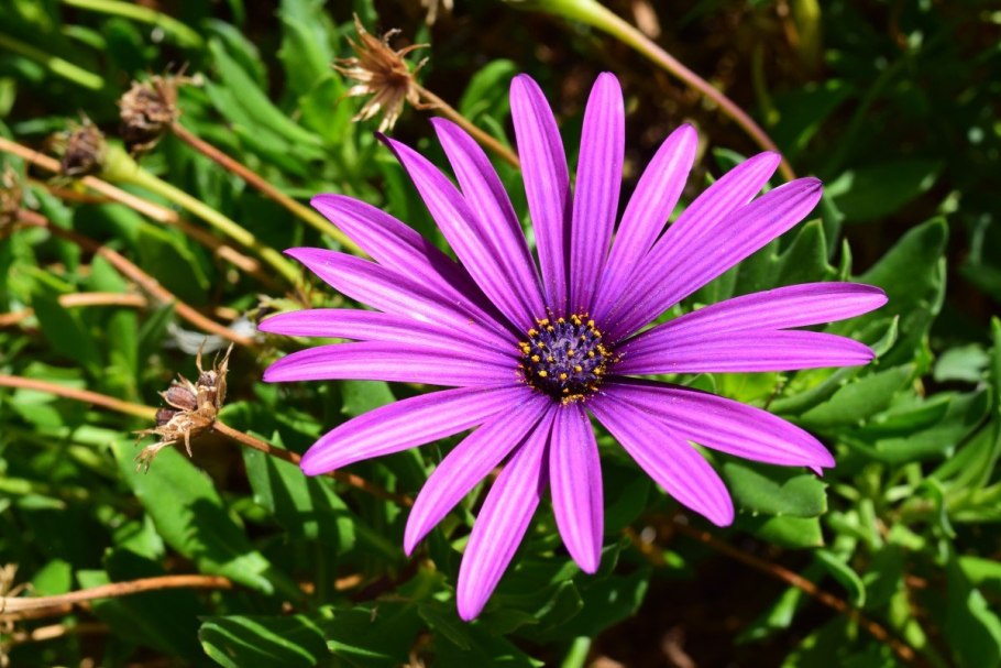 Цветковых растений