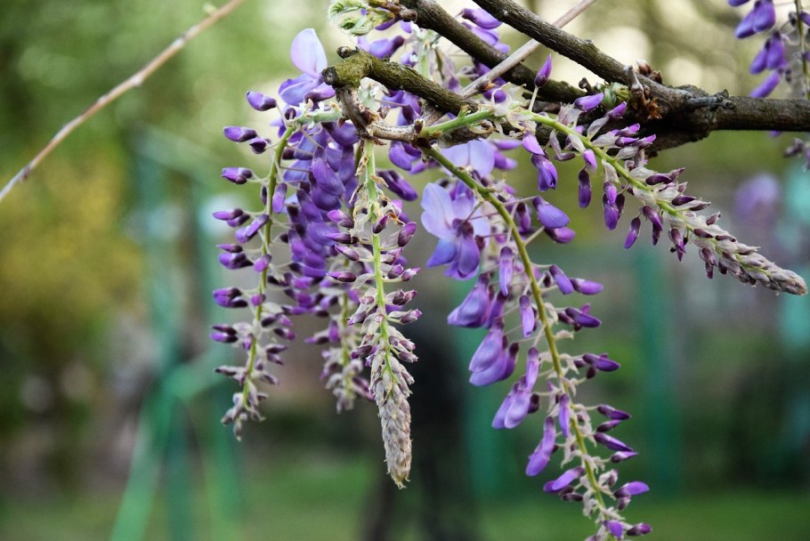 Цветок глициния