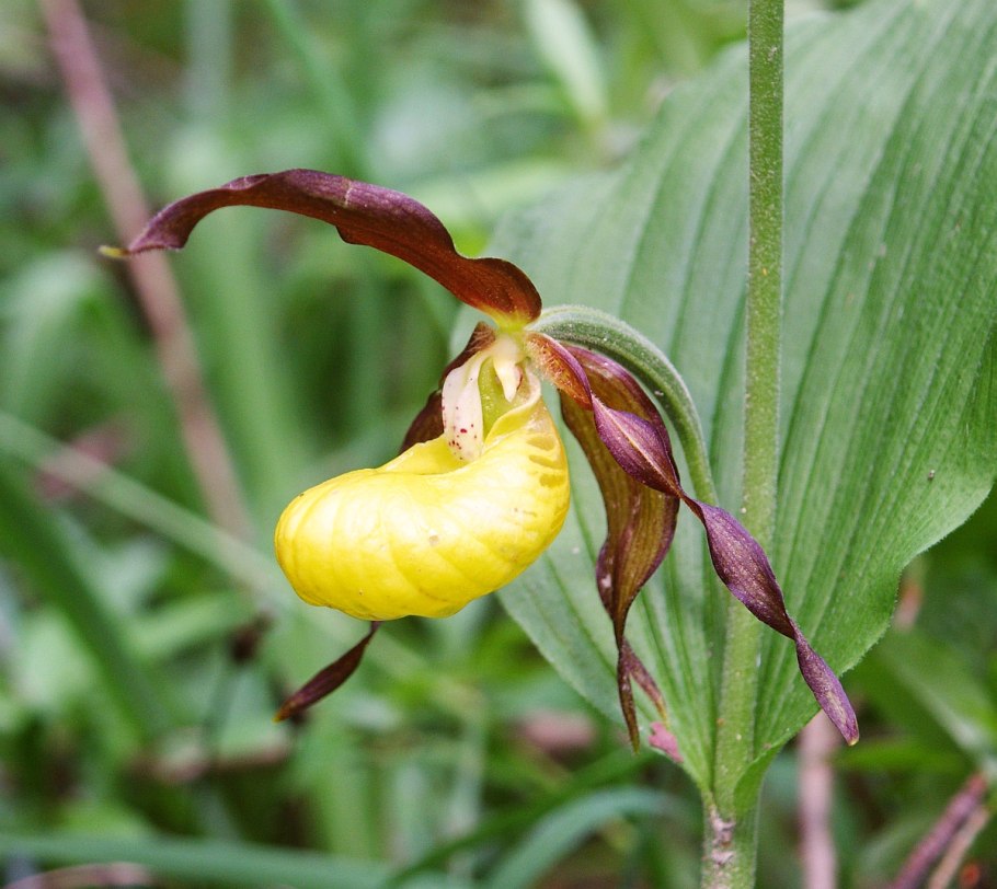 Венерин башмачок настоящий (Cypripedium calceolus)