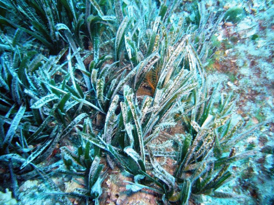 Posidonia Oceanica трава