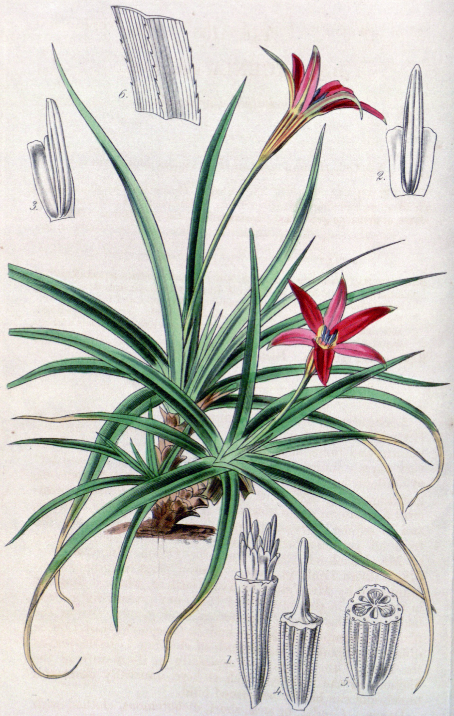 Название ананасовые лилииды