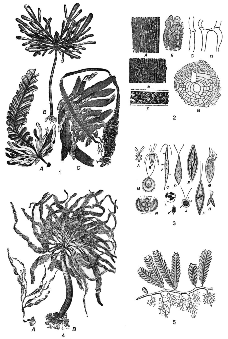 Папоротник ужовник