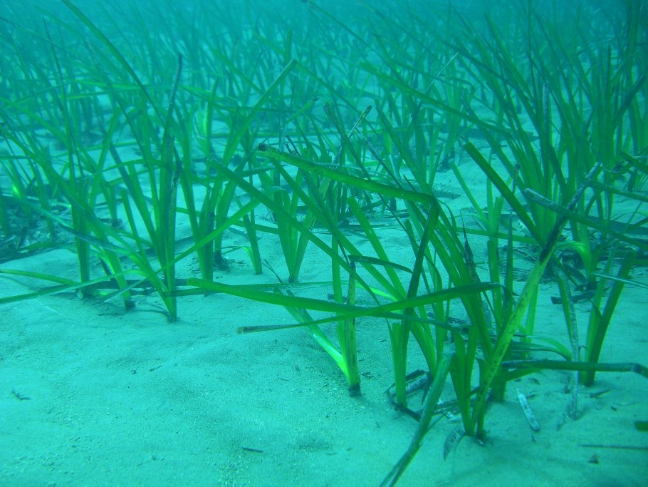 Посейдония океаническая
