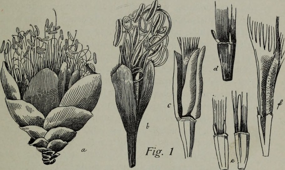 Термопсис монгольский