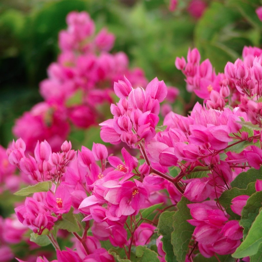 Antigonon leptopus Лиана