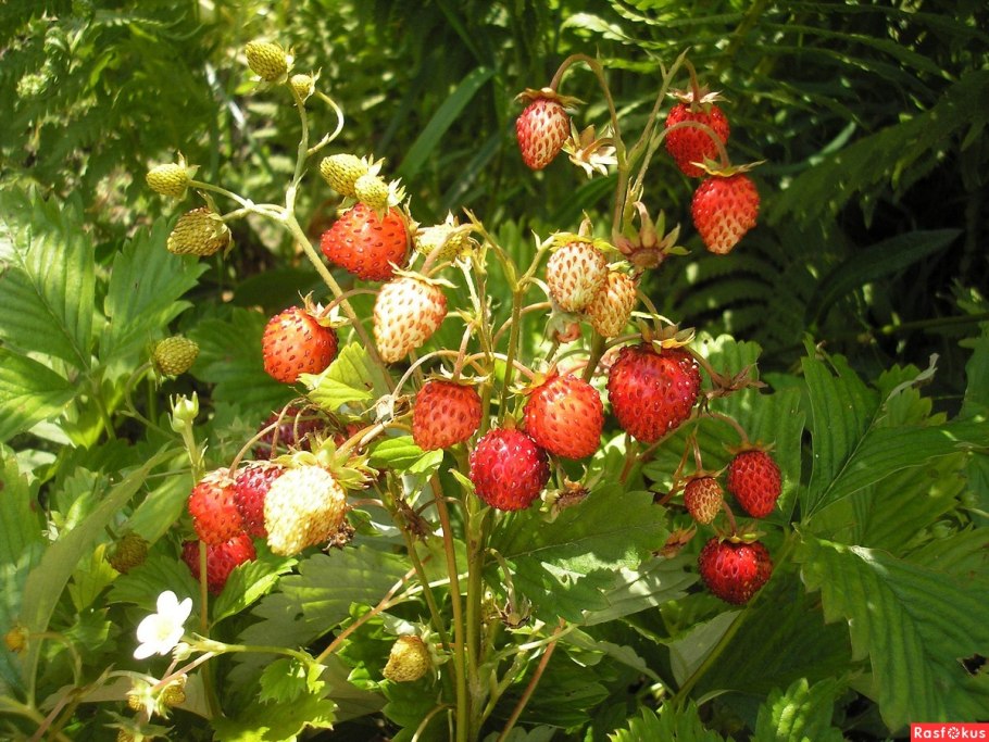 Прилистники земляники Лесной