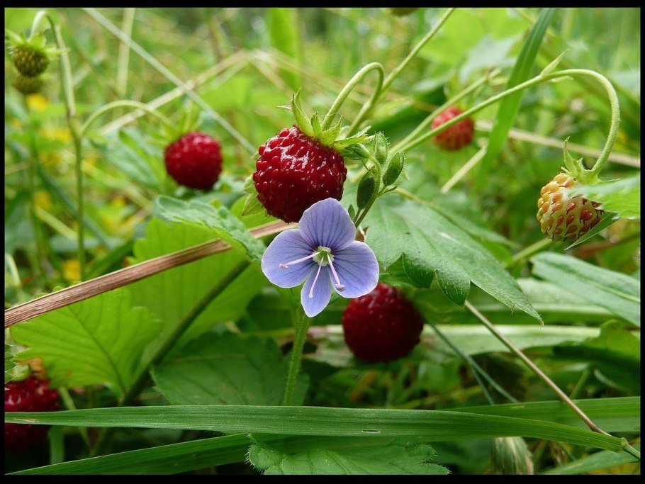 Земляника Восточная (Fragaria vesca)