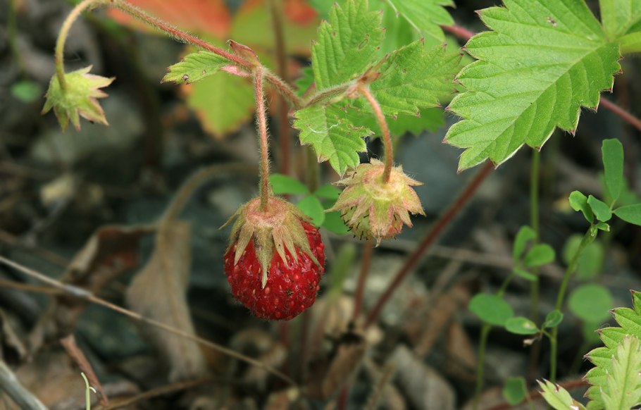 Азиатская клубника Лесная, земляника Восточная Fragaria orientalis