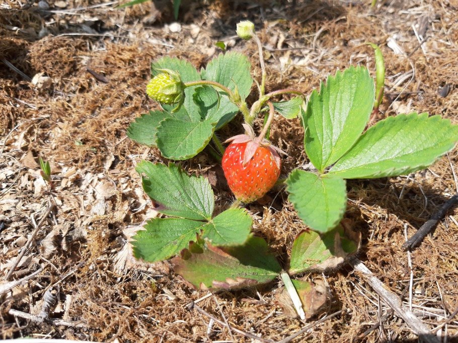 Земляника весной