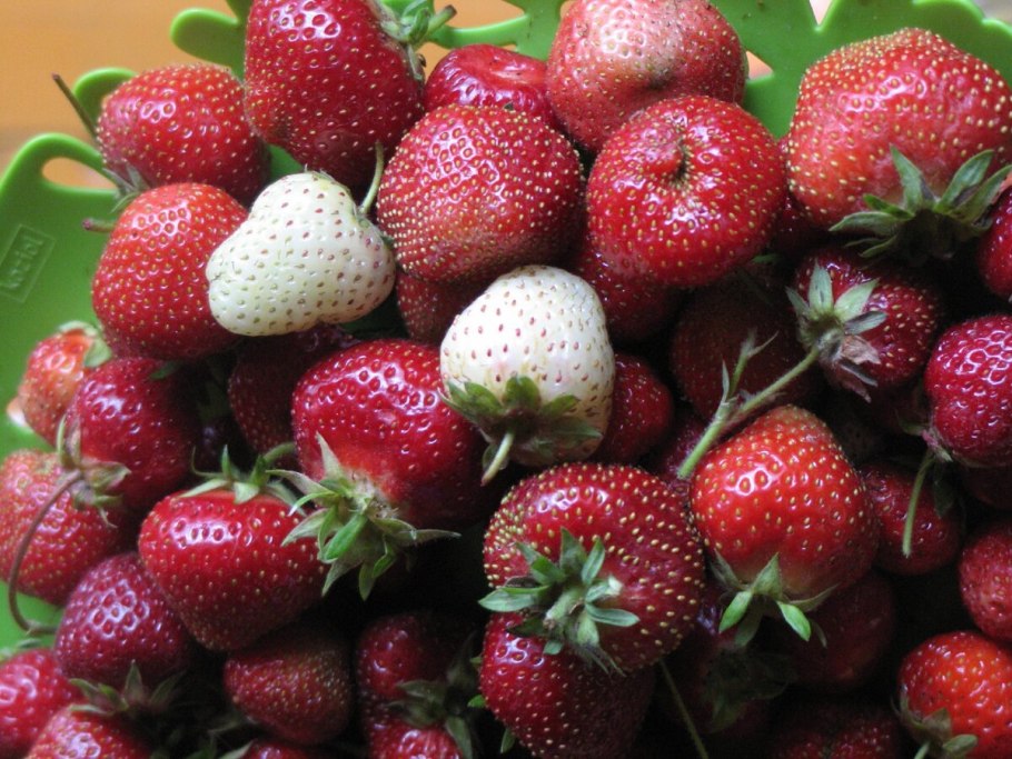 Земляника Коррадо