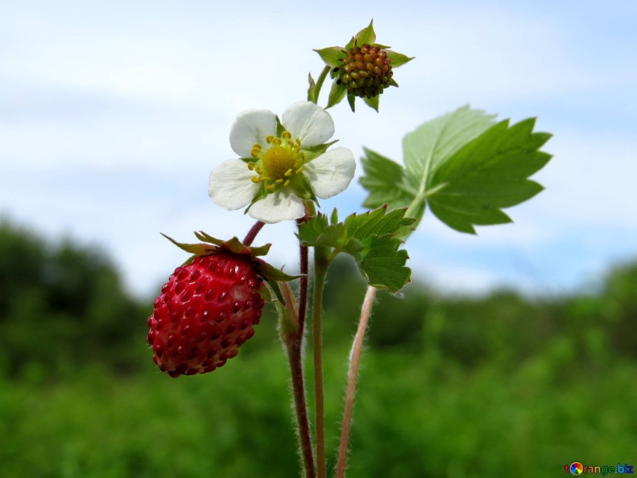 Земляника Лесная