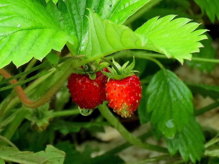 Клубника Шпанка Fragaria moschata
