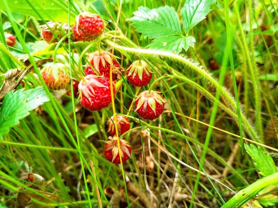 Индийская земляника дюшенея