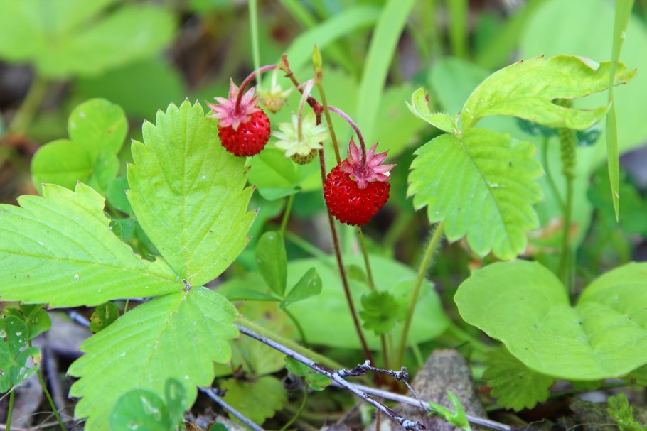 Земляника Лесная (Fragaria vesca l.)