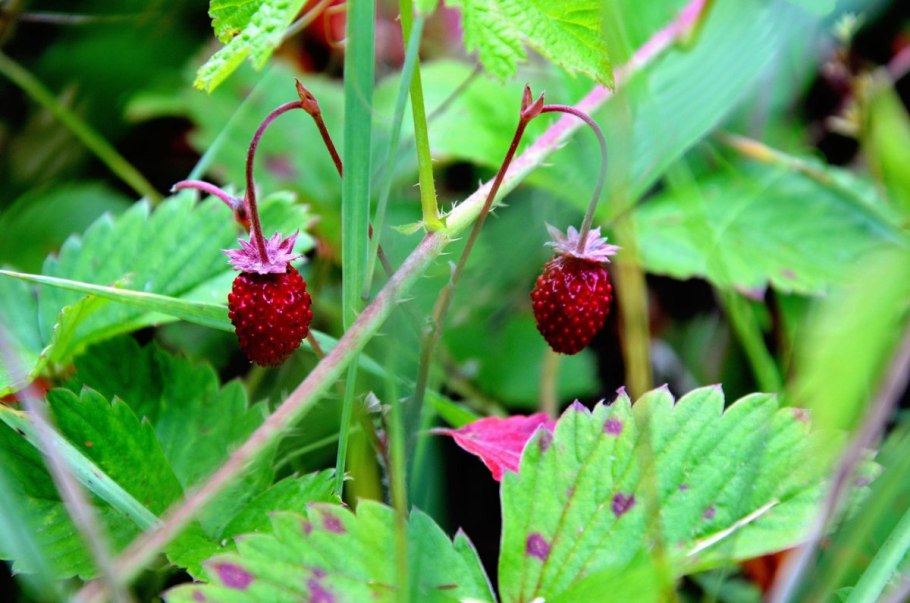Земляника Лесная мускатная