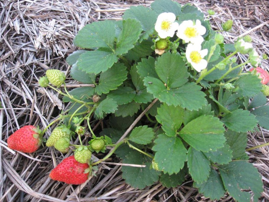 Клубника гумми Гранде