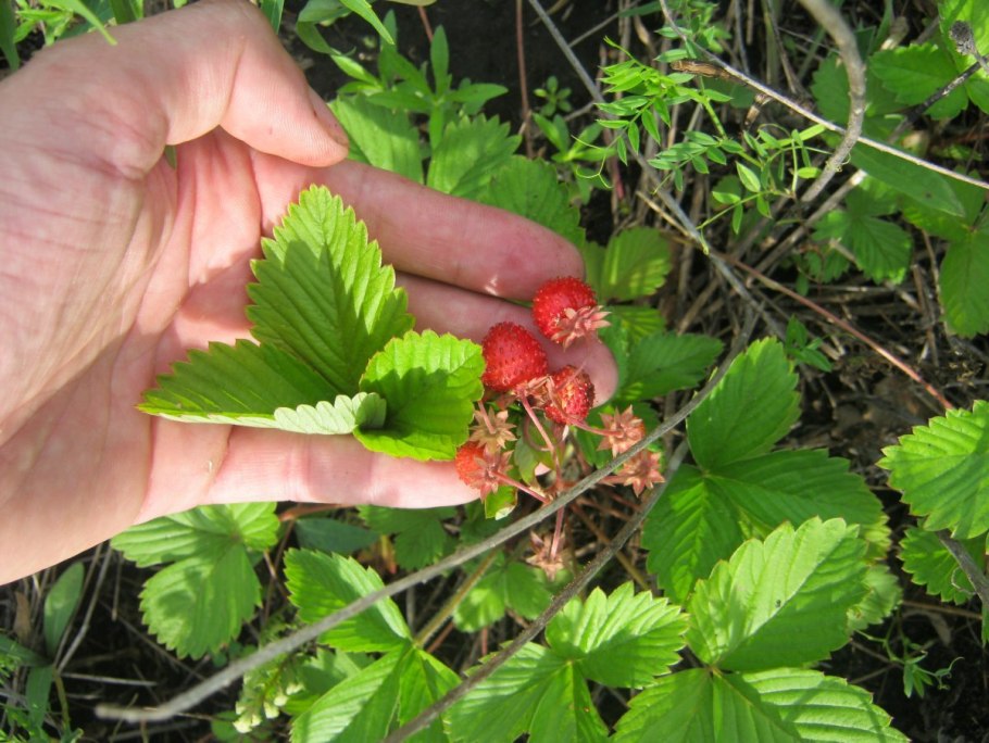Fragaria elatior