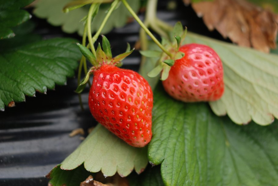 Клубника растет