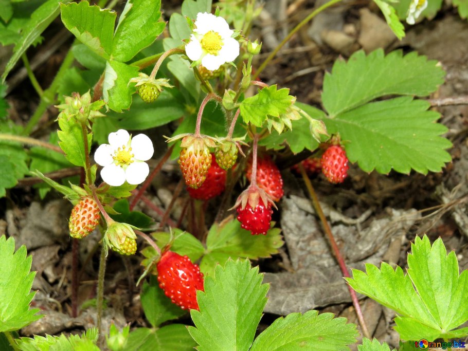 Азиатская клубника Лесная, земляника Восточная Fragaria orientalis